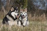 ALASKAN MALAMUTE 790